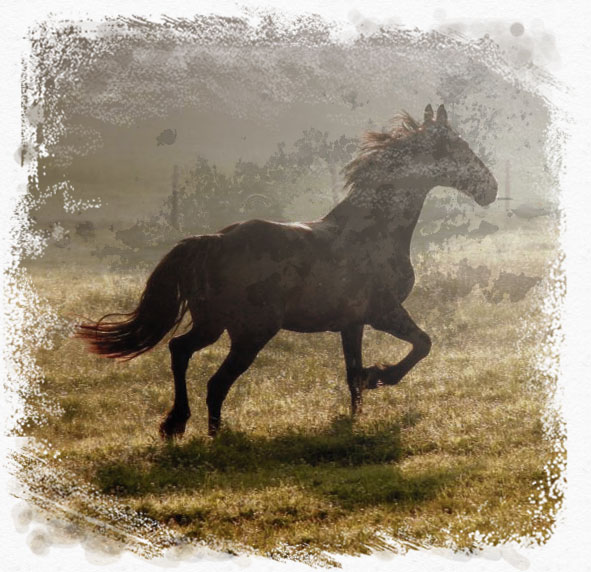 Άλογο Ιππασία Ι.Ο.ΒΟ.Π
